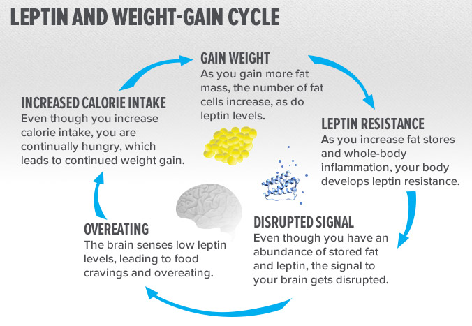 leptin and weight